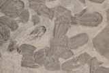 Ordovician Trilobite Mortality Plate (Pos/Neg) - Morocco #194104-4